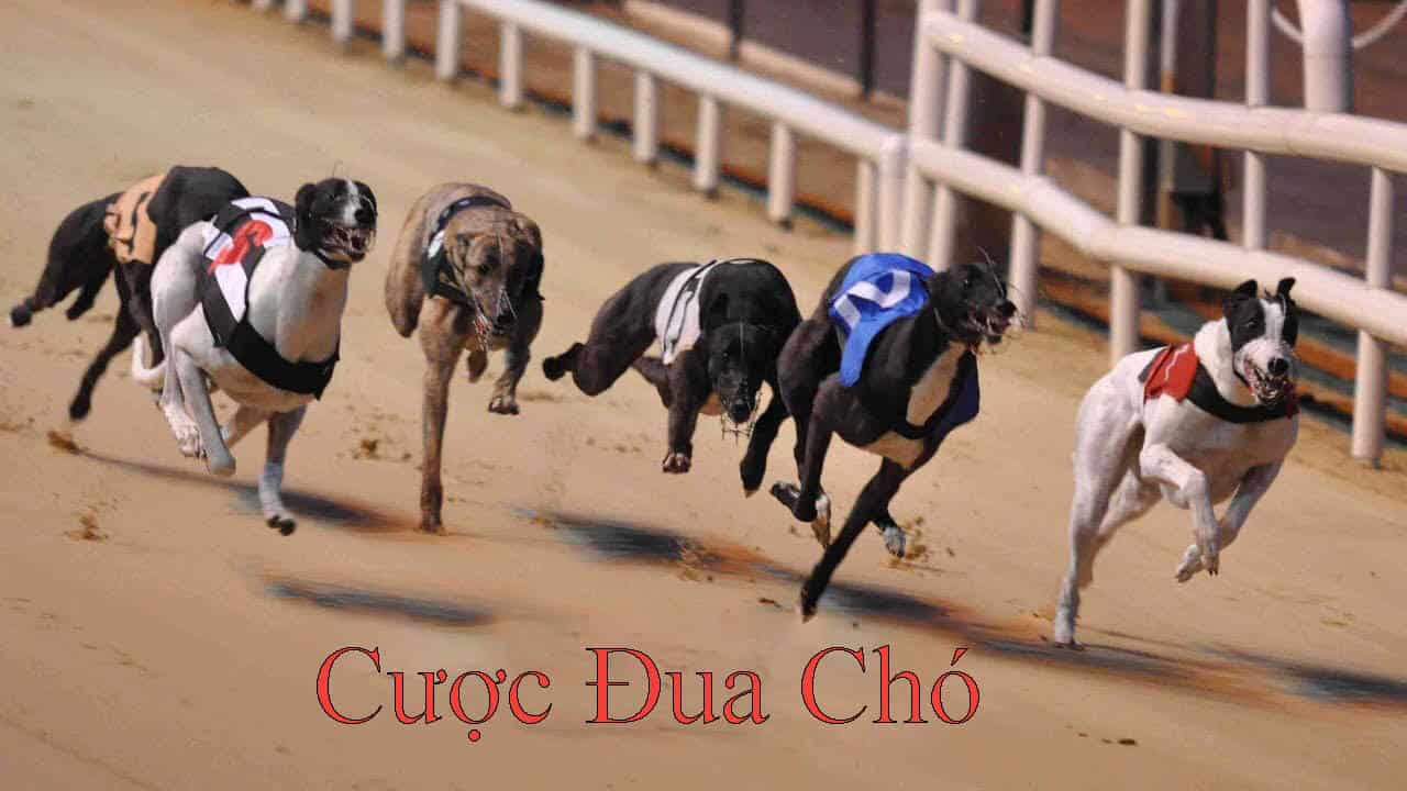 Hướng dẫn cược đua chó